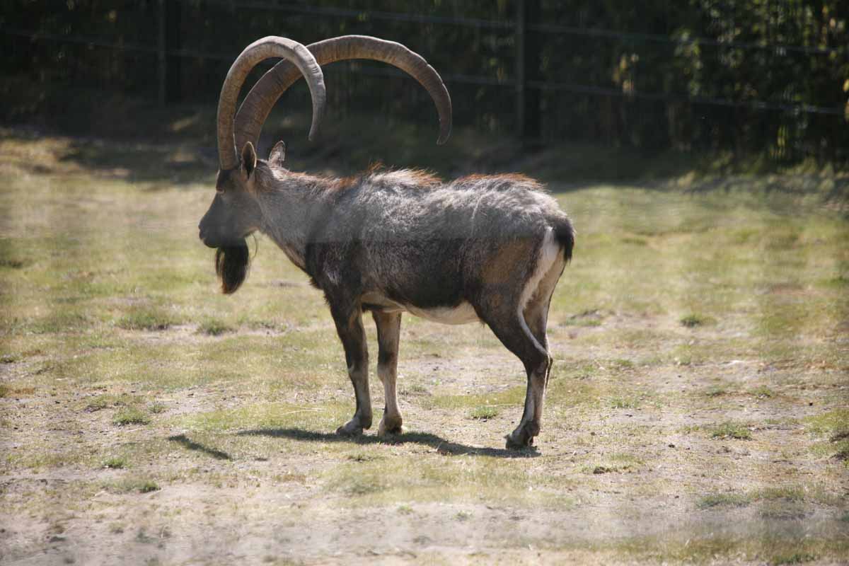 Alpensteinbock_1