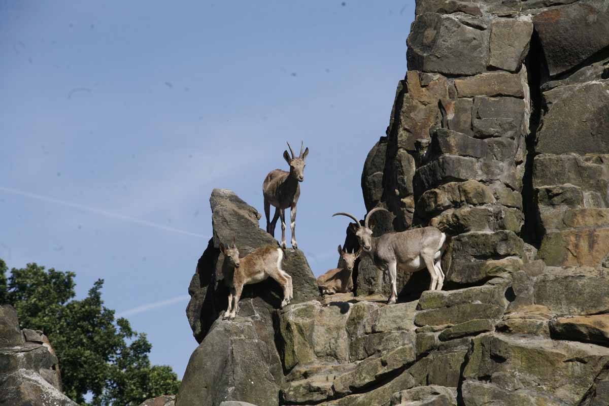 Alpensteinbock_2