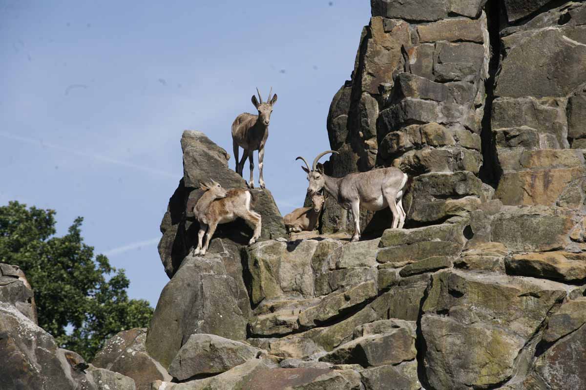 Alpensteinbock_3