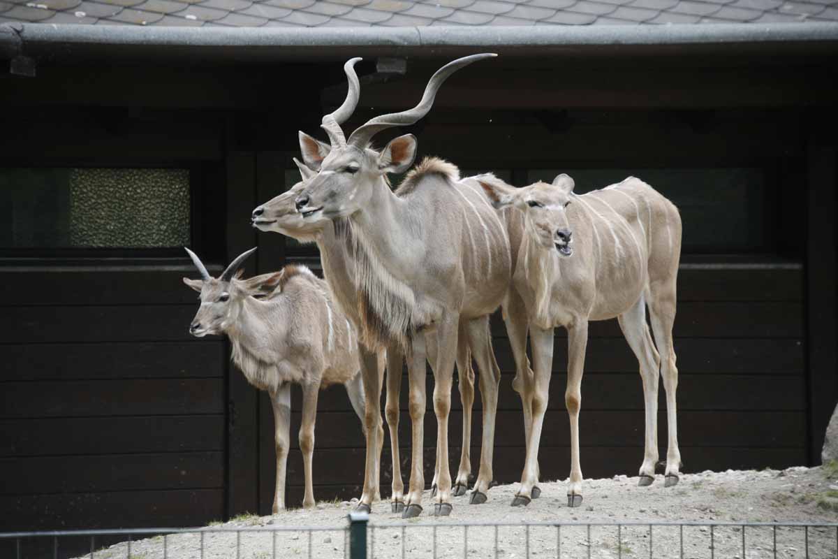 Grosser_Kudu_1