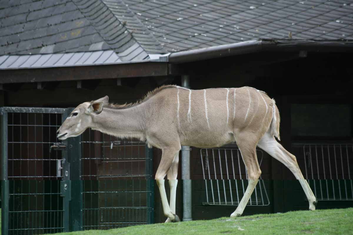 Grosser_Kudu_2