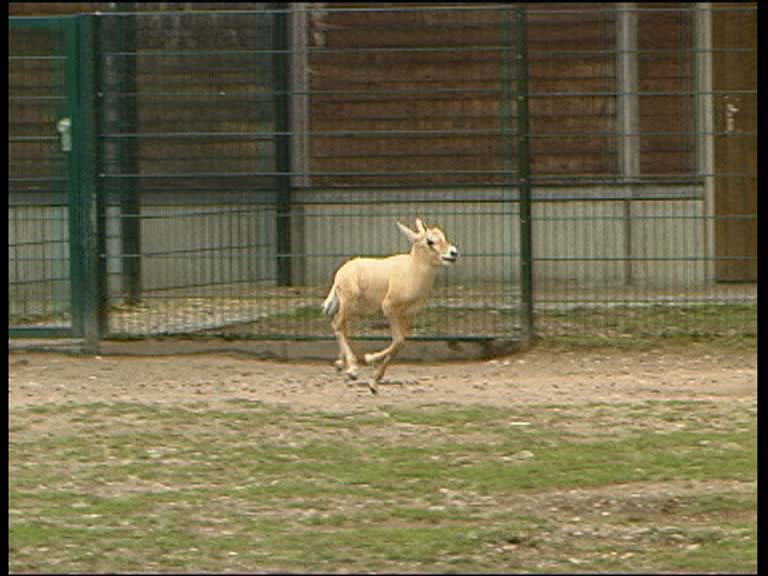 Arabische Oryxantilope