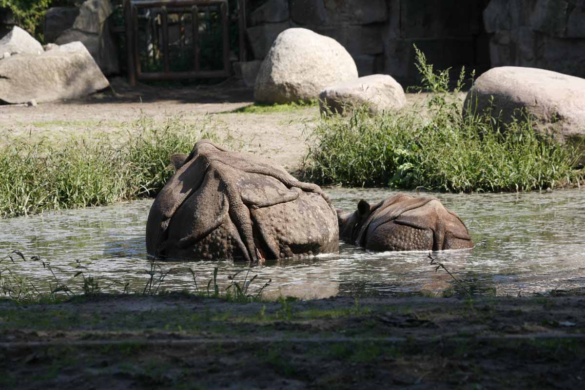 Panzernashorn_2