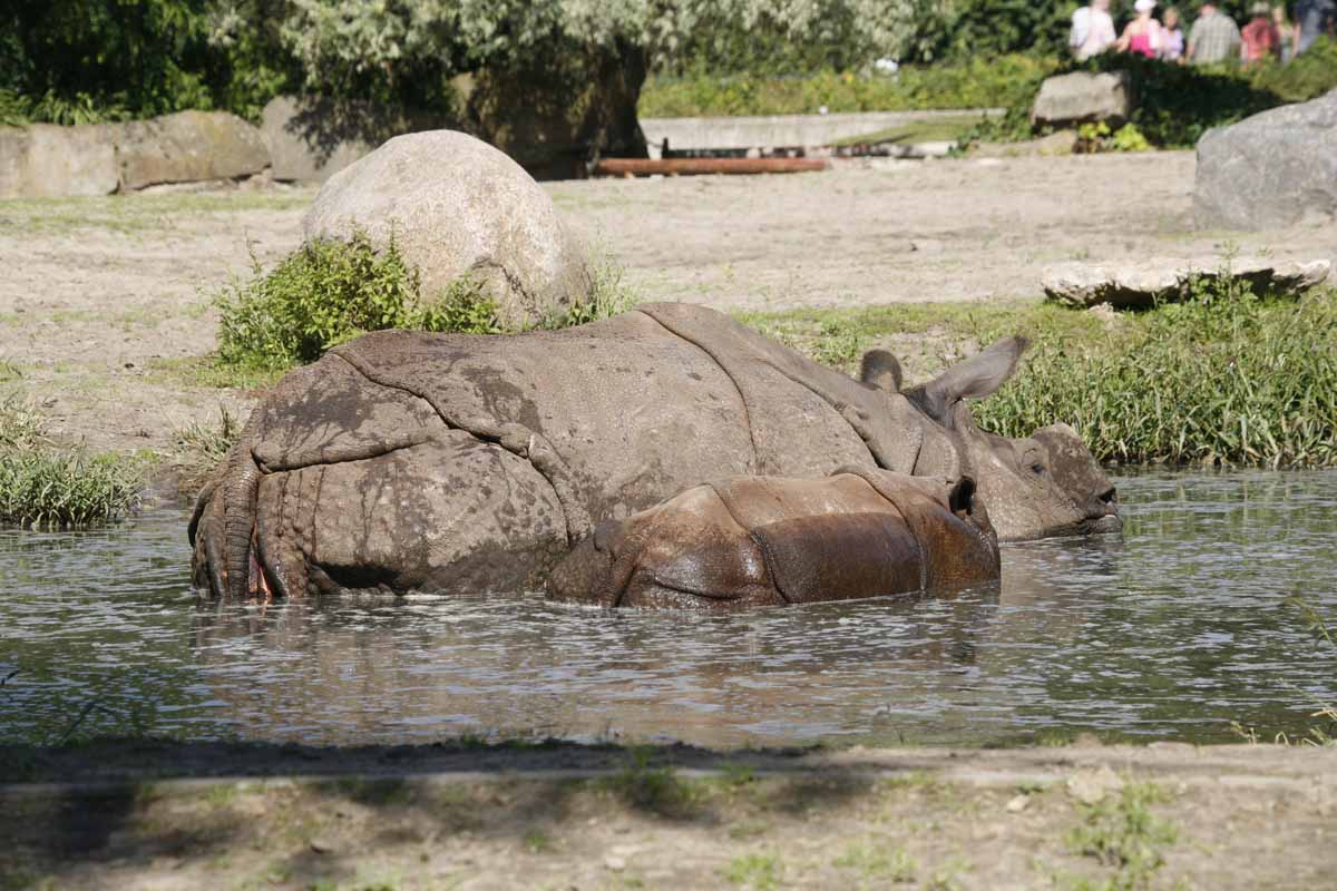 Panzernashorn_4