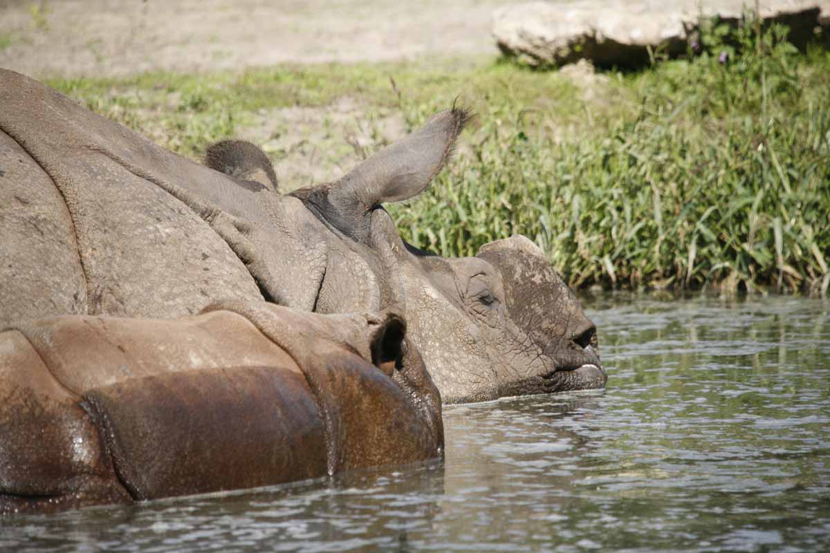 Panzernashorn_5