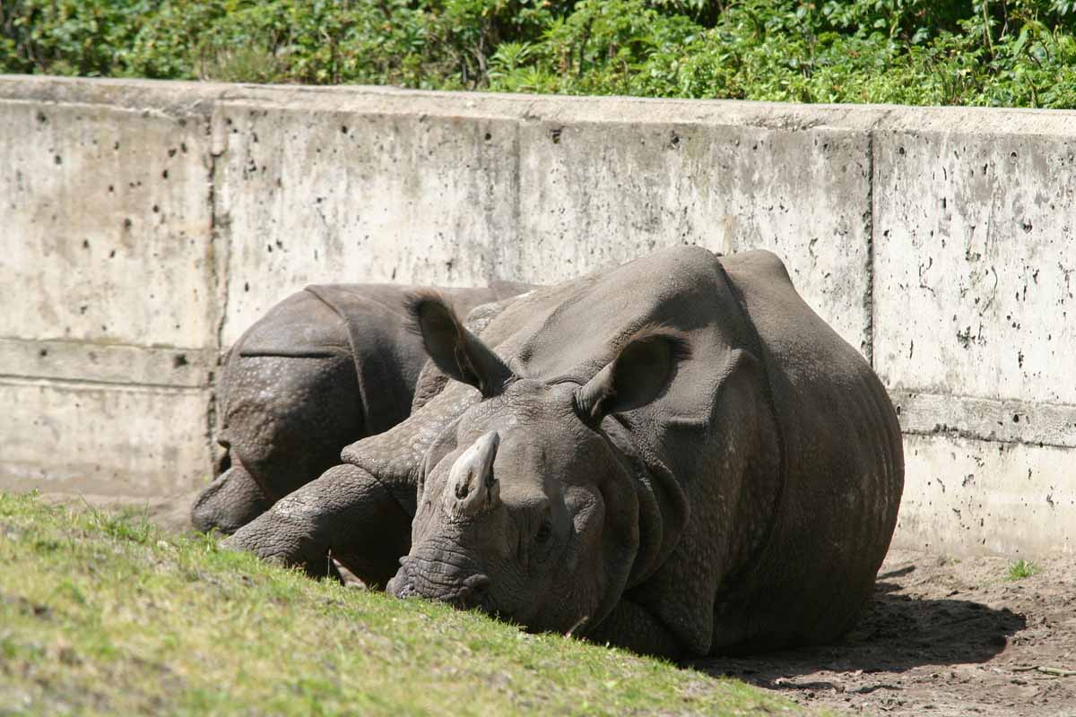 Panzernashorn_6