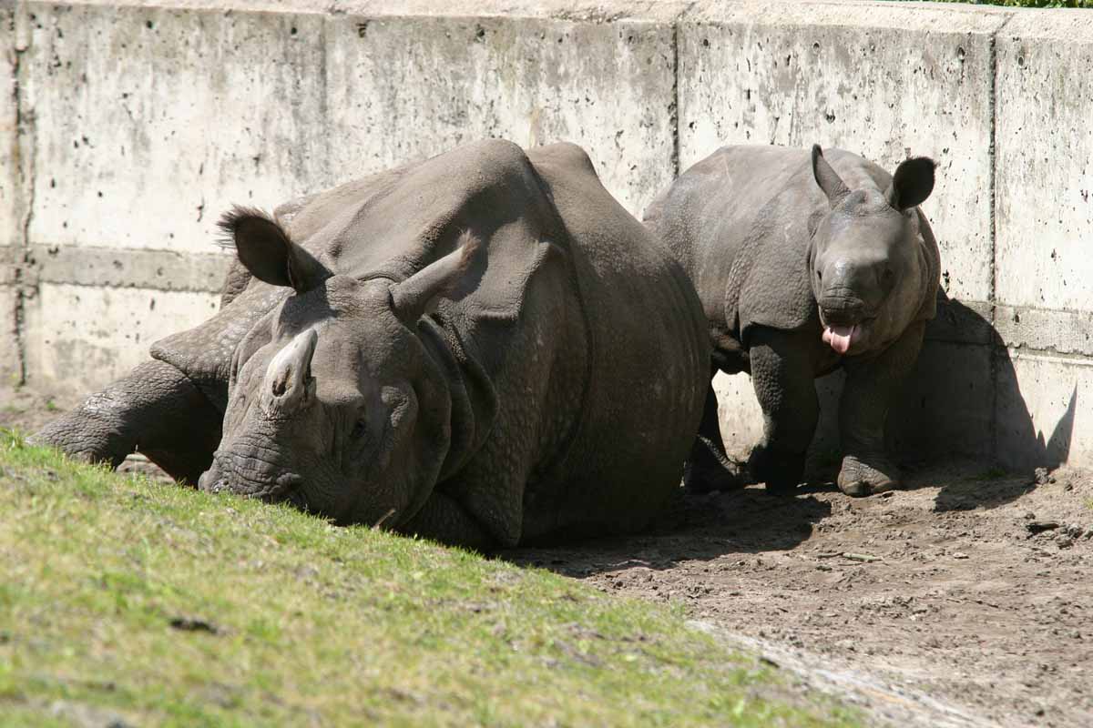 Panzernashorn_7