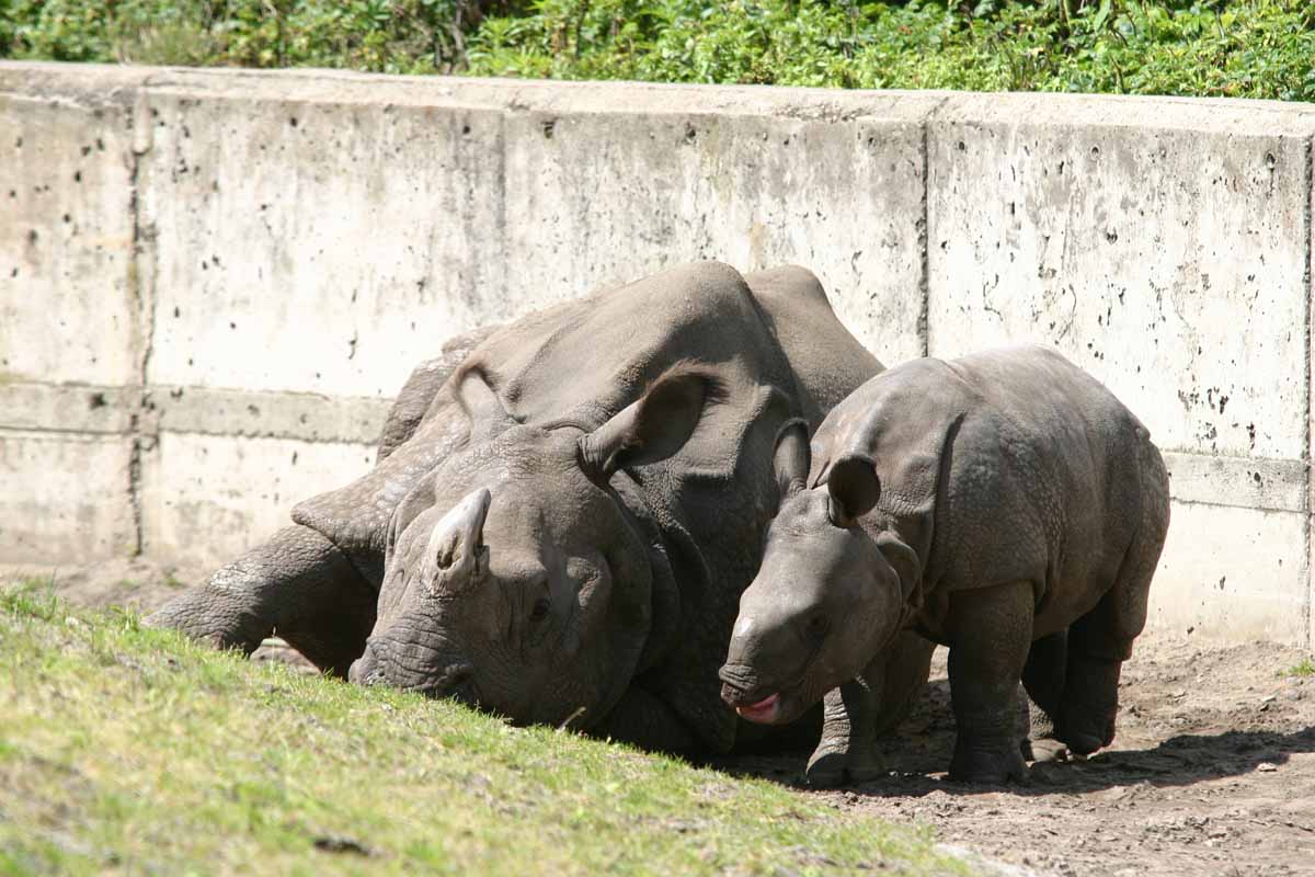 Panzernashorn_8