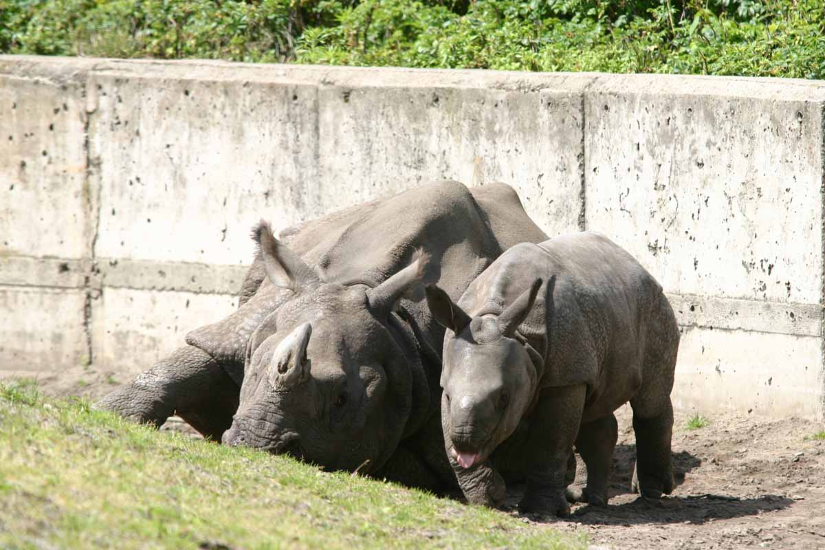 Panzernashorn_9