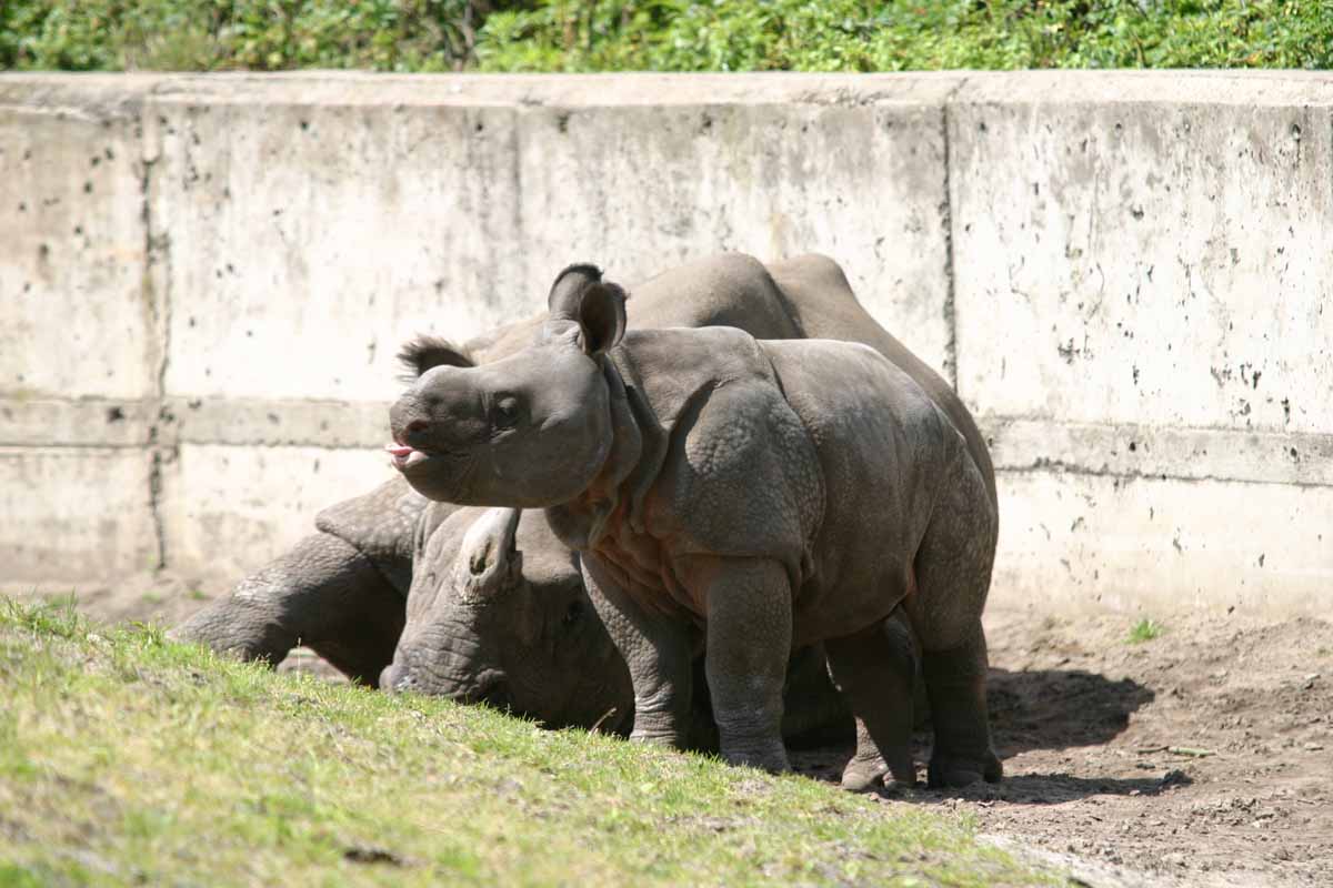 Panzernashorn_A