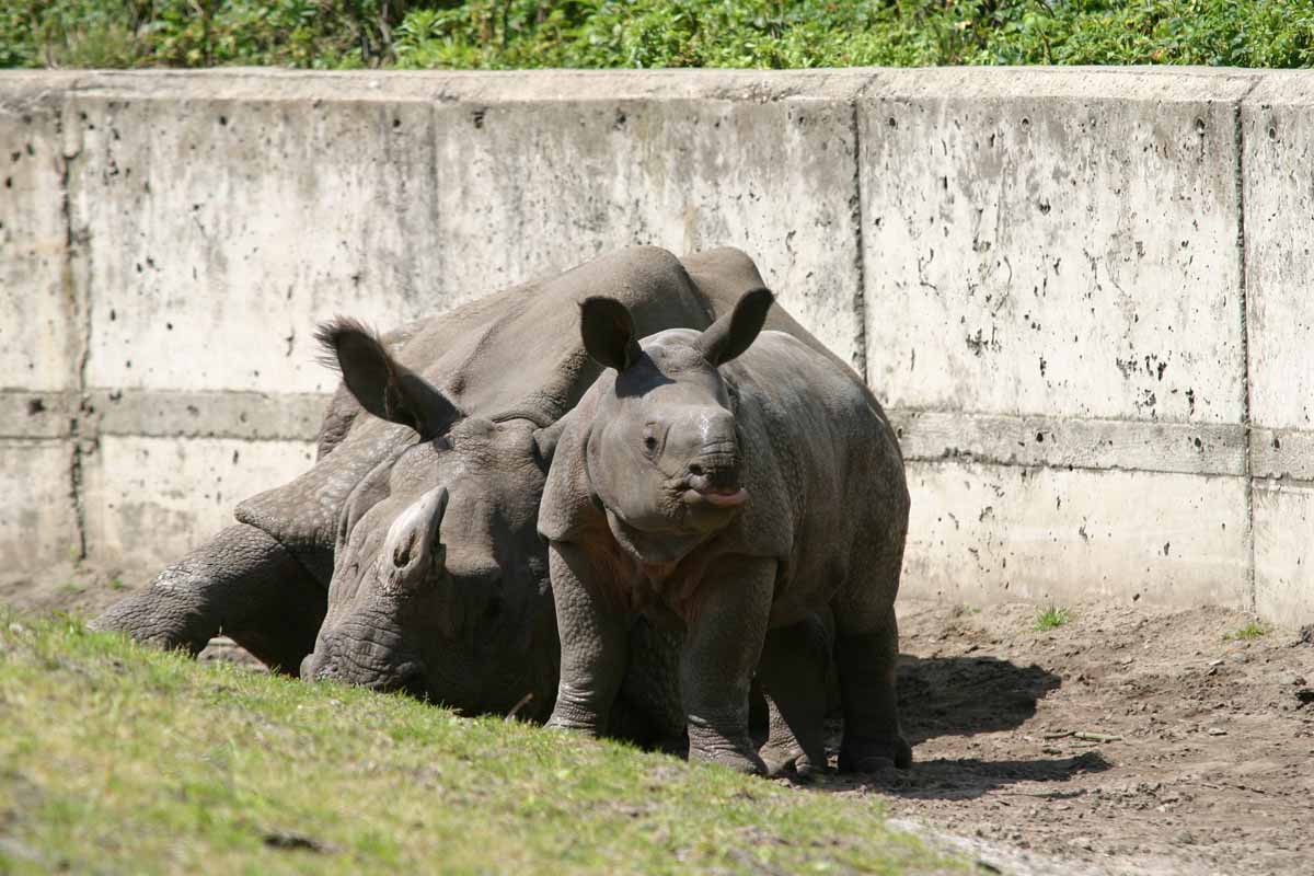 Panzernashorn_B