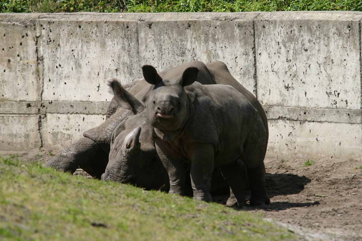 Panzernashorn_C