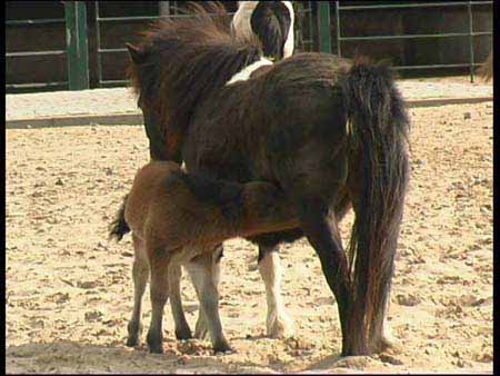 Shetlandpony