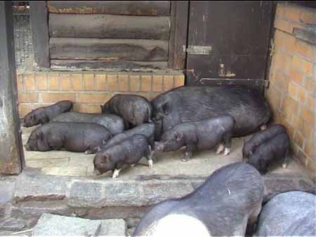 Vietnamesisches_Haengebauchschwein_k