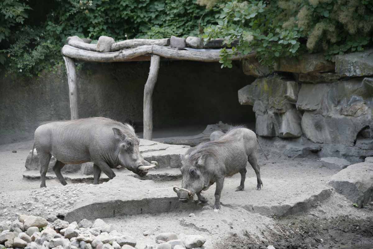 Warzenschwein_1