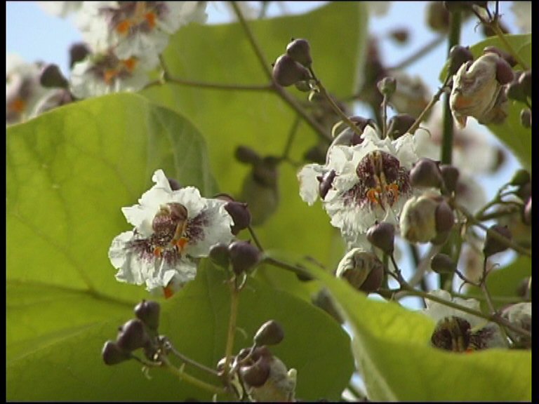 Catalpa_1