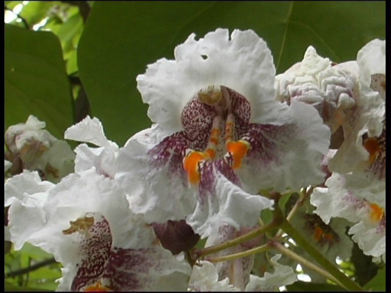 Catalpa_2