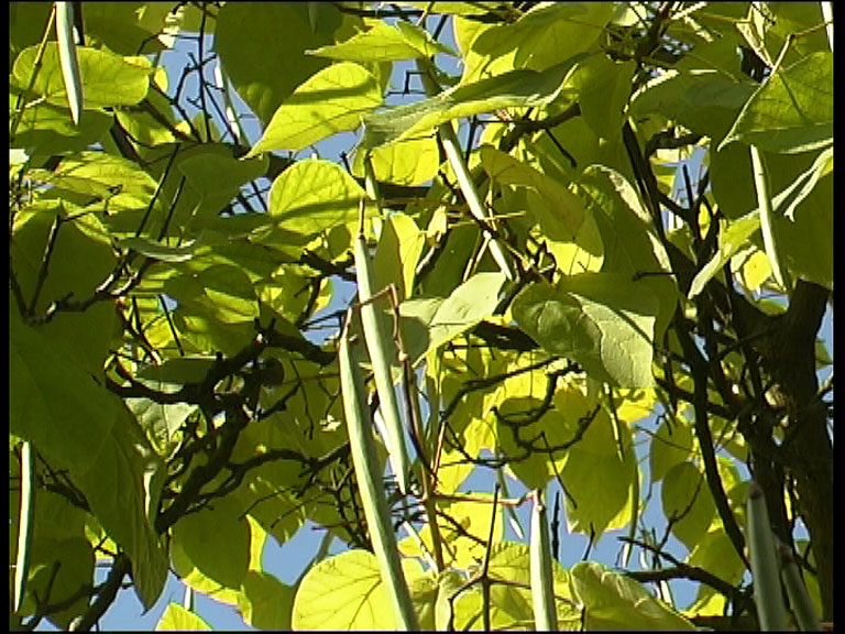 Catalpa_4