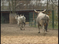 Bullenrennen_icon